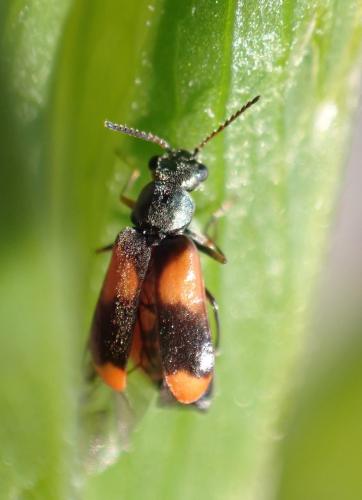 Réf. 325 259 : Anthocomus equestris